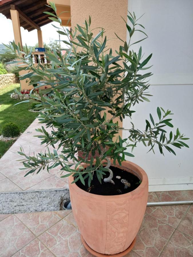 Apartman Stela Διαμέρισμα Ραμπ Εξωτερικό φωτογραφία
